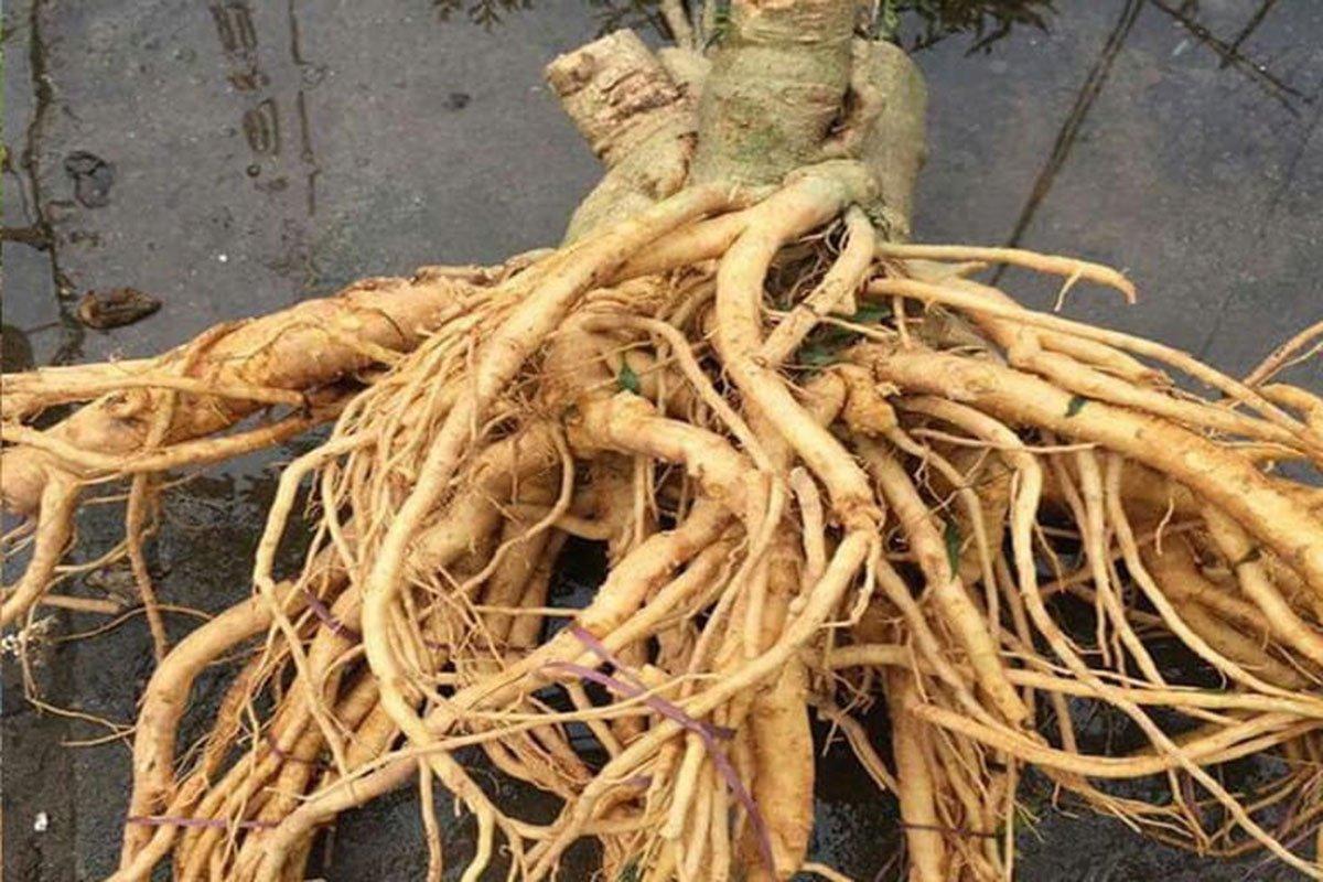 Những công dụng thần kỳ của cây đinh lăng 3